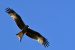 1-Milan royal | Milvus milvus | Red Kite