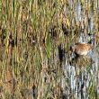 Marouette ponctuée sur l’étang salé de Courthézon