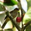 Bulbul aux yeux crème sur l&rsquo;île de Bornéo