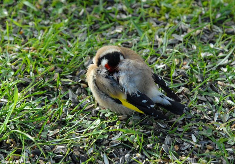 Des Chardonnerets élégants peut-être atteints de coccidiose en Charente (France) en février 2021
