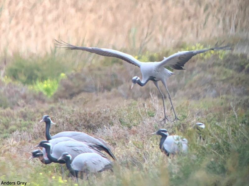 Grues demoiselles à Chypre en mars 2021