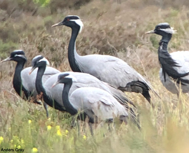Grues demoiselles posées à cause du mauvais temps