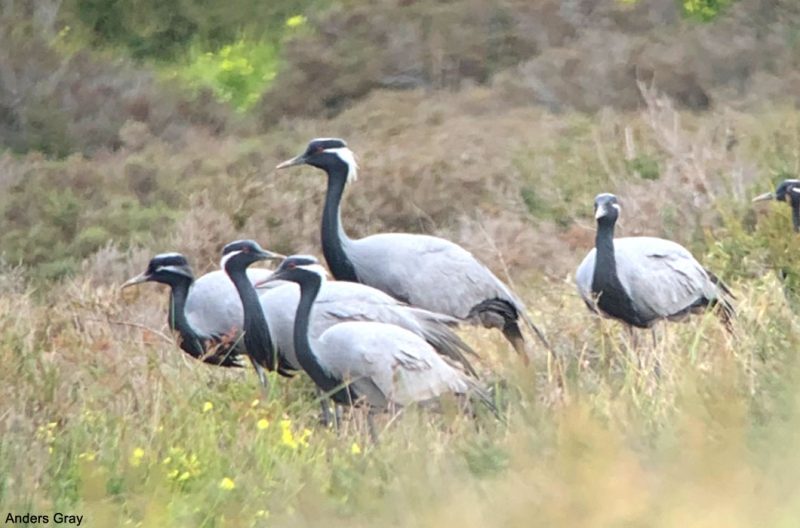 Grues demoiselles posées à Chypre à cause d&rsquo;un orage