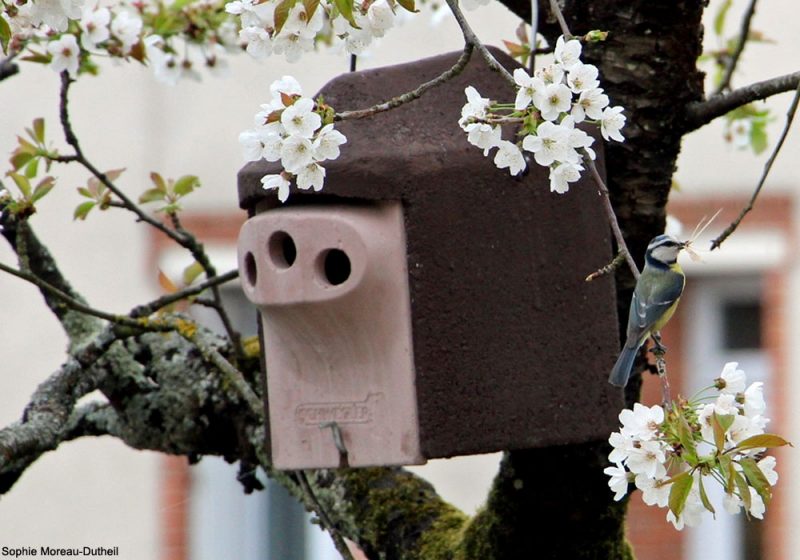 Maison en bois Oiseau Nichoir à suspendre nid nichoir avec crochet maison jardin Z3K8 