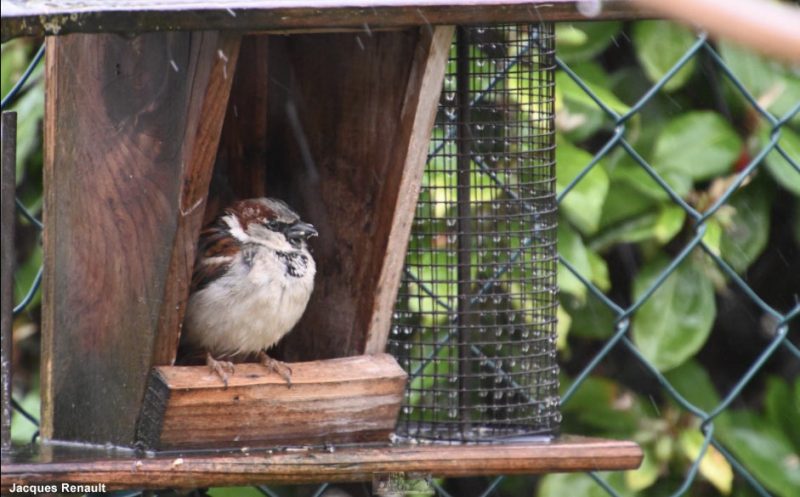 Moineau domestique mâle sur une mangeoire