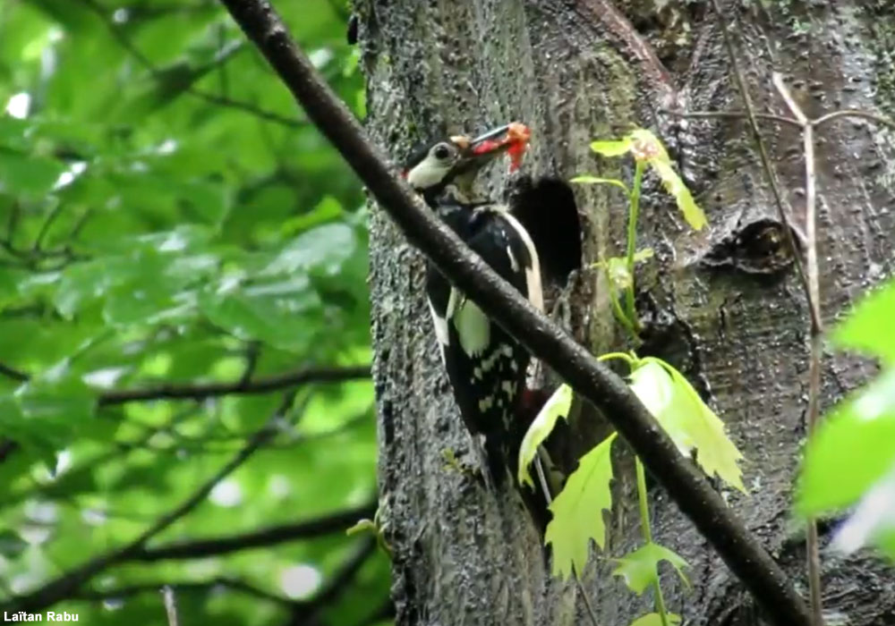 Pic épeiche (Dendrocopos major) mâle apportant des oisillons à ses petits