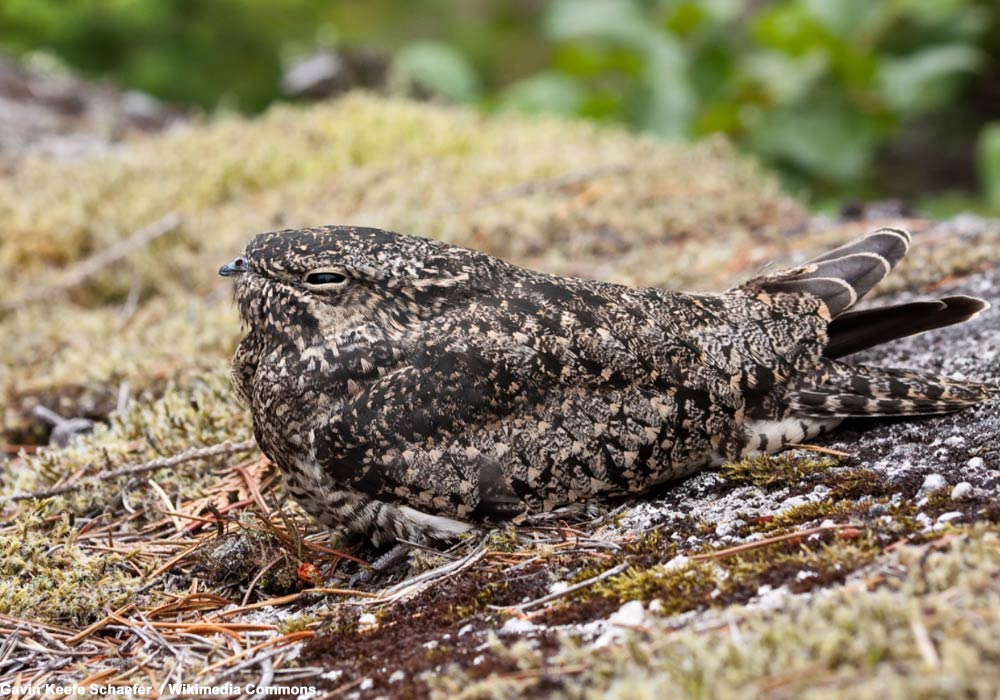 Engoulevent d'Amérique (Chordeilis minor)