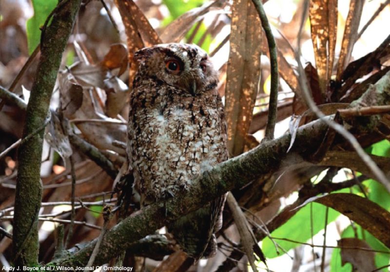 Redécouverte de la sous-espèce brookii du Petit-duc radjah sur l’île de Bornéo