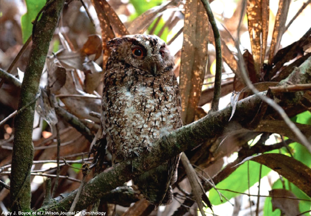 Petit-duc radjah (Otus brookii) de la sous-espèce nominale brookii