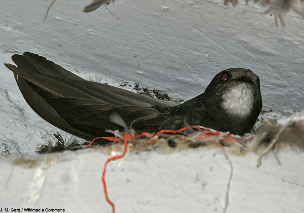 Martinet des maisons (Apus affinis)