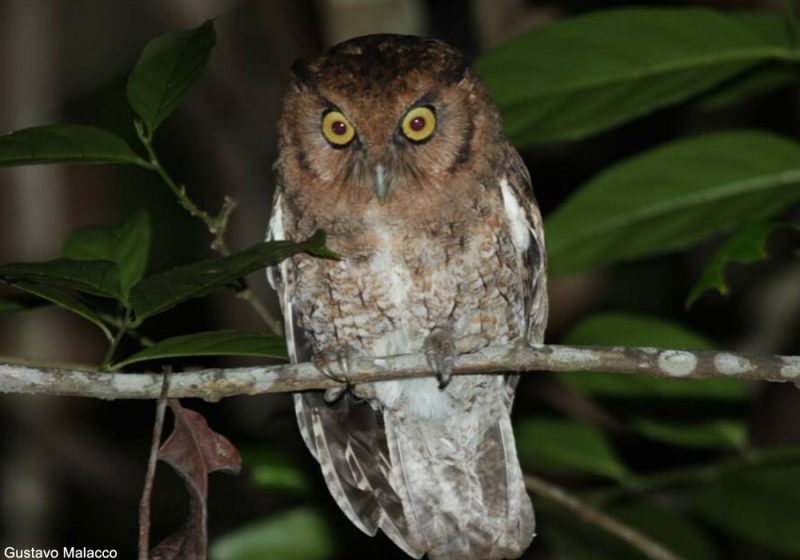 Description de deux nouvelles espèces d’oiseaux au Brésil : les Petits-ducs du Xingu et d’Alagoas