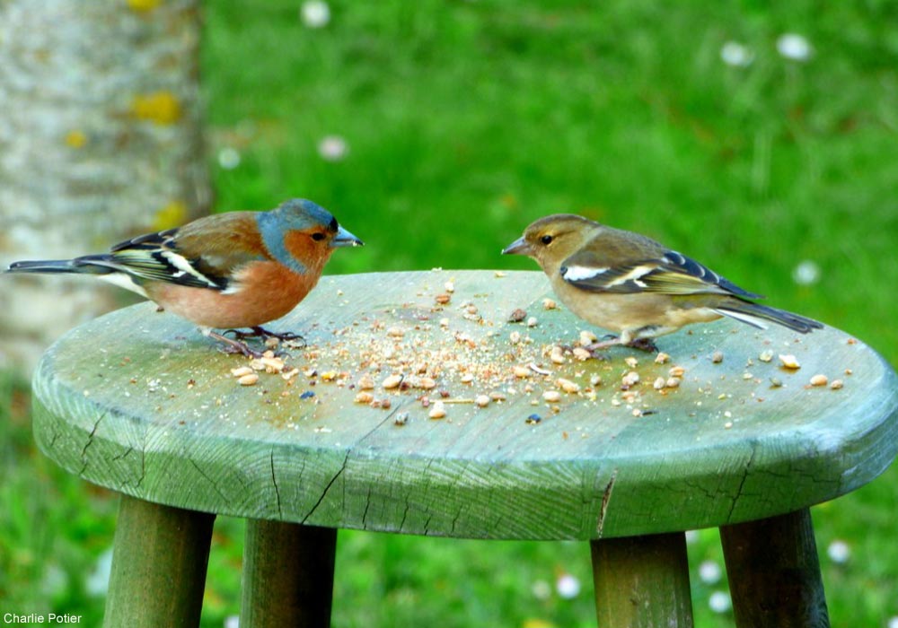 Quand nourrir les oiseaux du ciel ? - Blog