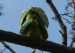 2-Perruche à collier | Psittacula krameri | Rose-ringed Parakeet