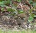 Pinson des arbres | Fringilla coelebs | Common Chaffinch