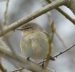 1-Pouillot véloce | Phylloscopus collybita | Common Chiffchaff