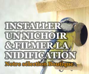 Installer un nichoir et filmer la nidification