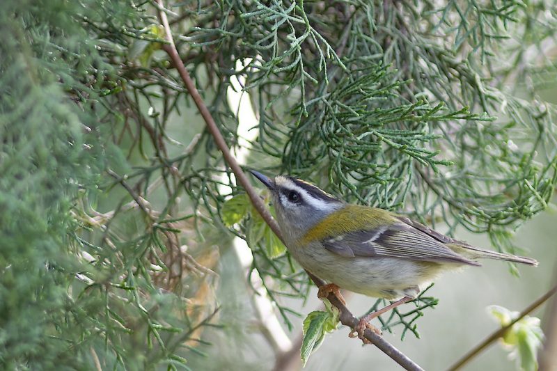 Roitelet triple-bandeau