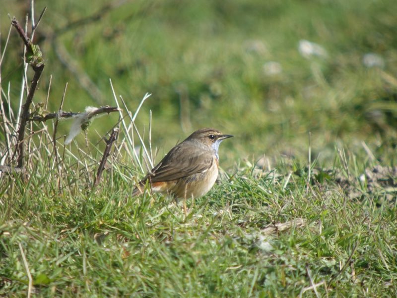 Gorgebleue à miroir en baie de Somme
