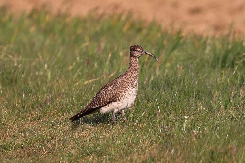 Courlis corlieu dans la Beauce !