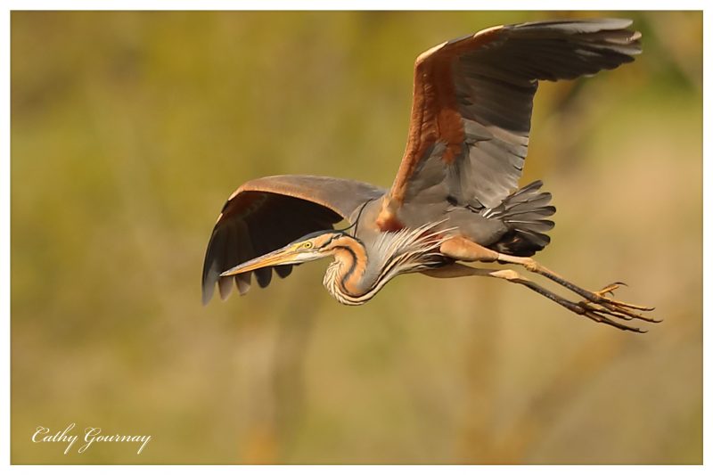 Héron pourpré en halte migratoire