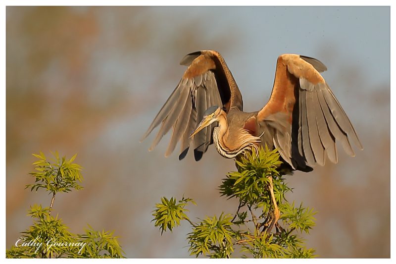 Héron pourpré en migration dans les Alpes-Maritimes