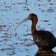 Ibis falcinelle dans les marais du Vigueirat