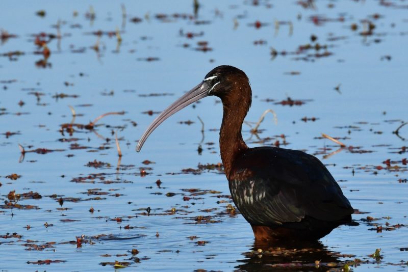 Ibis falcinelle dans les marais du Vigueirat