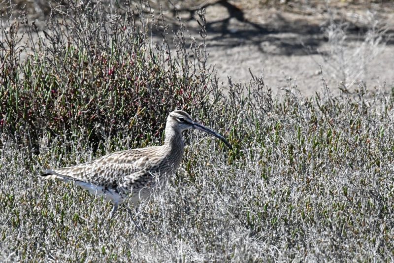 Courlis corlieu en quête de nourriture