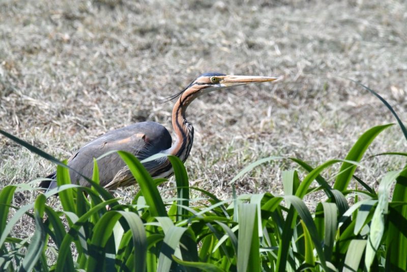 Héron pourpré en Camargue
