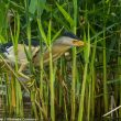 Sortie ornithologique aux étangs de Saint-Hubert et dans la forêt de Rambouillet (Yvelines)