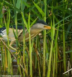Sortie ornithologique aux étangs de Saint-Hubert et dans la forêt de Rambouillet (Yvelines)