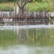 Observer les oiseaux dans le delta du Sine-Saloum (Sénégal), l’une des principales zones humides ouest-africaines