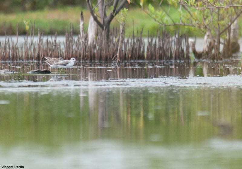 Observer les oiseaux dans le delta du Sine-Saloum (Sénégal), l’une des principales zones humides ouest-africaines