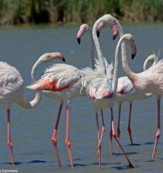 13ème Festival de la Camargue et du Delta du Rhône