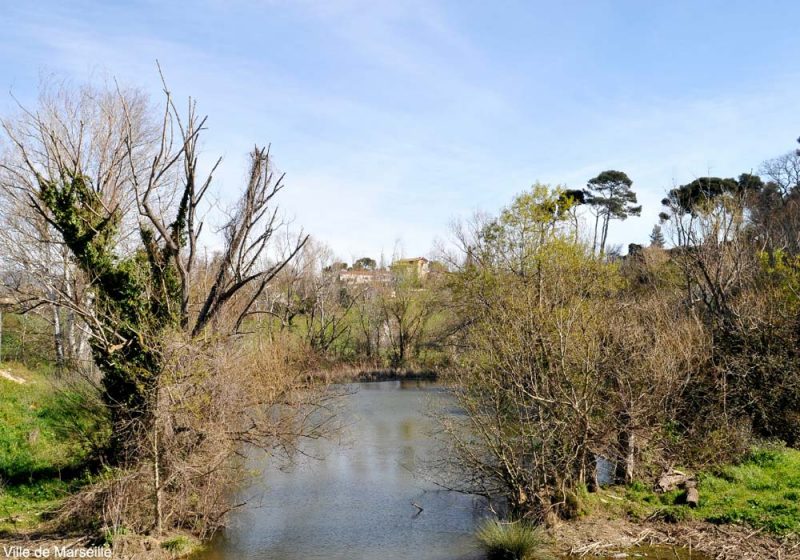 Le bassin de la Grave à Marseille (Bouches-du-Rhône), une petite zone humide attractive pour les oiseaux