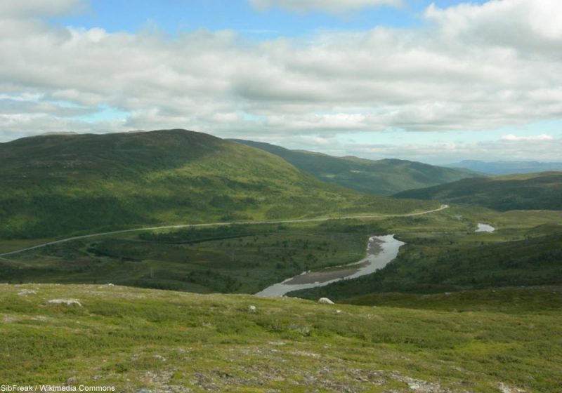 Séjour ornithologique estival dans les montagnes du Jämtland (Suède)