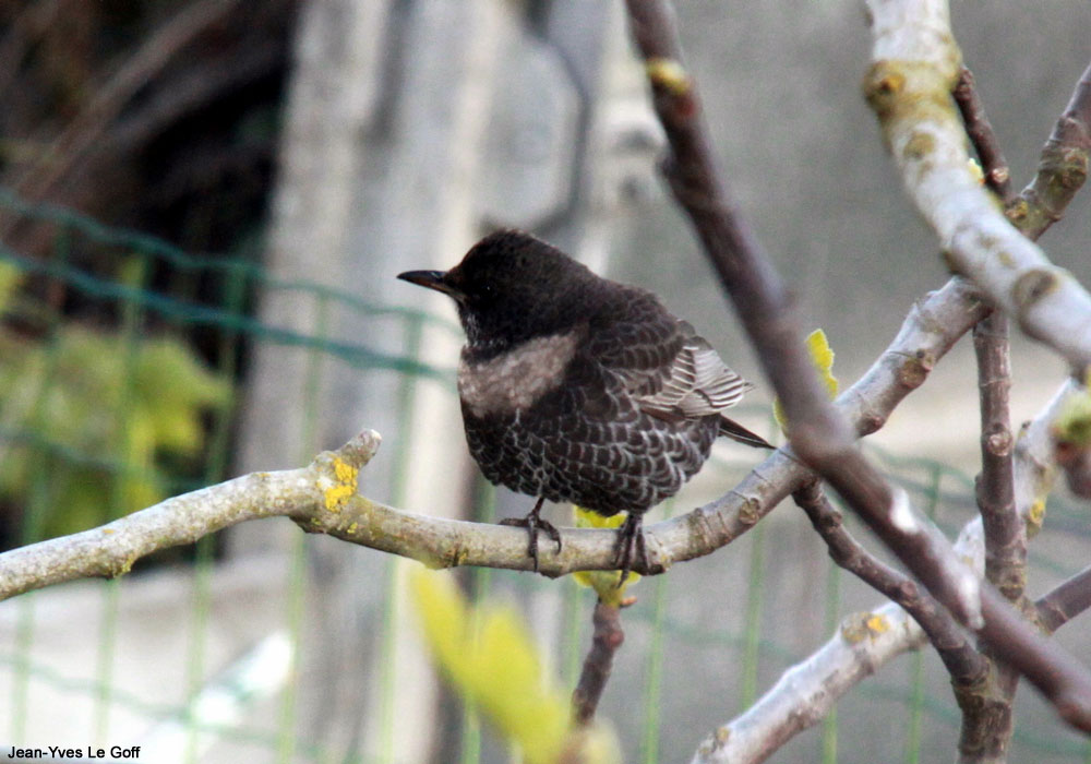 Merle à plastron (Turdus torquatus)