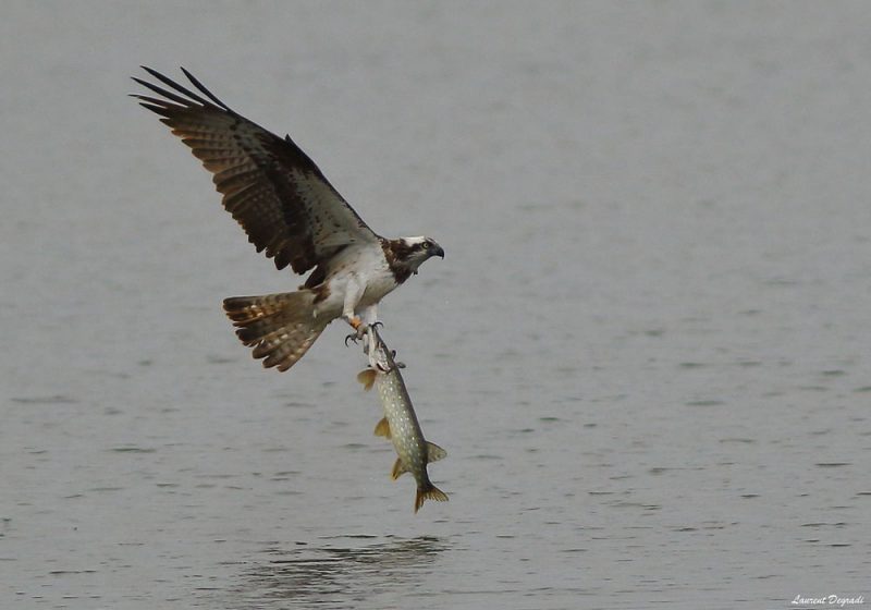 Un rare cas confirmé de noyade d’un Balbuzard pêcheur suite à la capture d’un grand poisson