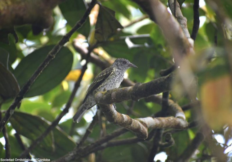 Le bilan remarquable d’une expédition ornithologique récente sur le Cerro Murrucucú (Colombie)