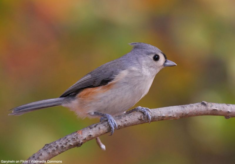 Certains oiseaux placeraient des mues de serpents dans leur nid pour éloigner les prédateurs