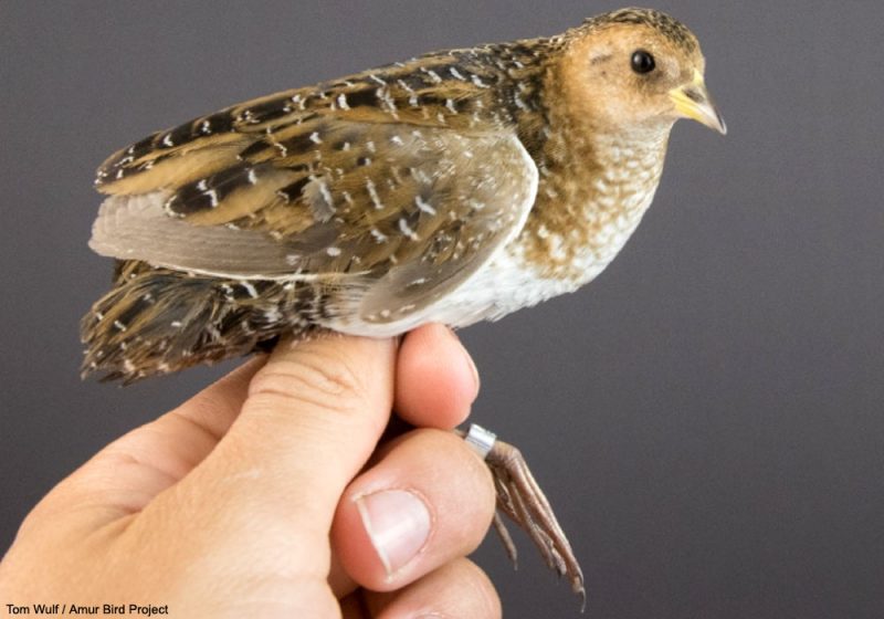 Première nidification confirmée du Râle de Swinhoe au Japon