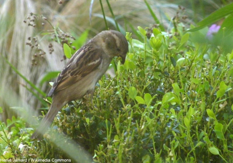 Favoriser certains oiseaux pour lutter contre la Pyrale du buis