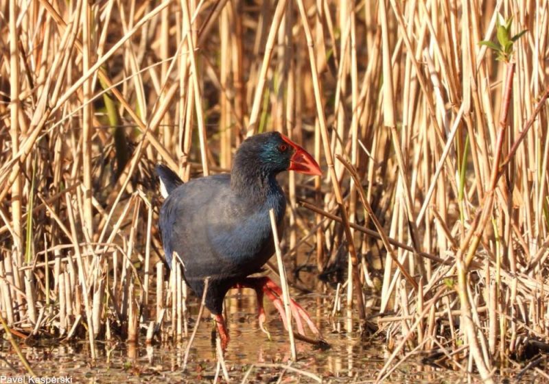 Réflexions à propos de l’observation d’une Talève sultane sur le lac de la Thésauque (Haute-Garonne) en avril 2021