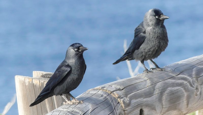 Choucas des tours à Marseille