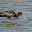 Ibis falcinelle