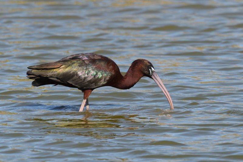 Ibis falcinelle