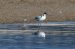 1-Avocette élégante | Recurvirostra avosetta | Pied Avocet