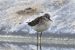 3-Chevalier sylvain | Tringa glareola | Wood Sandpiper