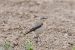 6-Traquet motteux | Oenanthe oenanthe | Northern Wheatear