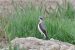 6-Traquet motteux | Oenanthe oenanthe | Northern Wheatear